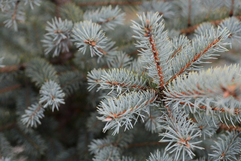 brad de craciun colorat