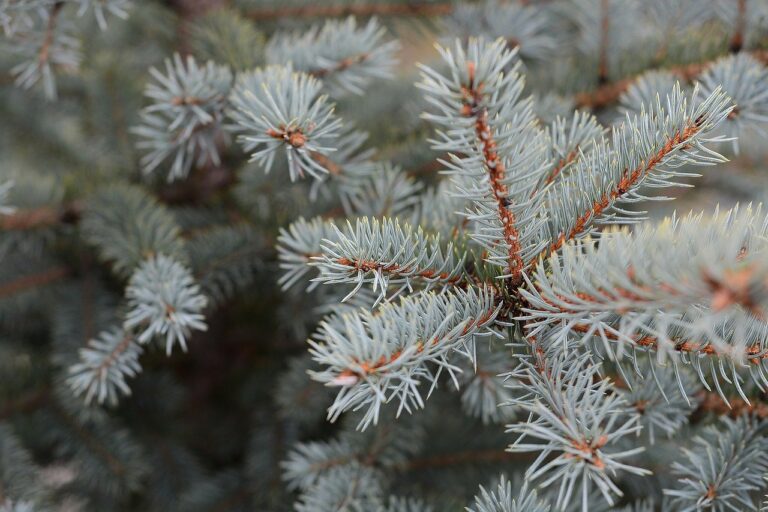 brad de craciun colorat