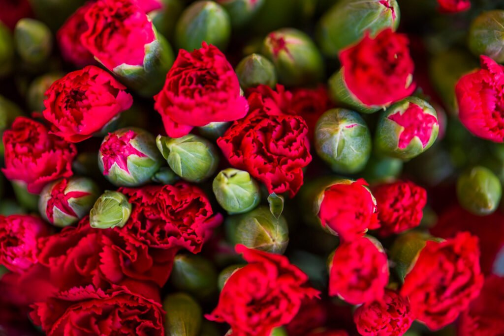 red carnation flowers textured background