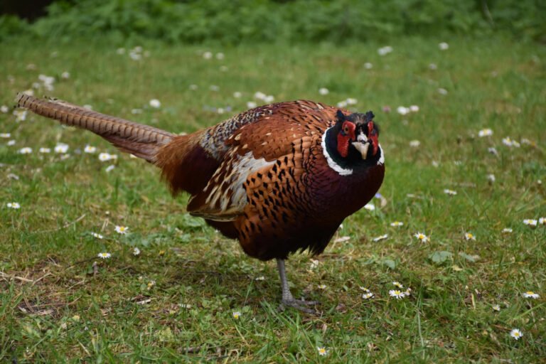 common pheasant standing grass clearing england