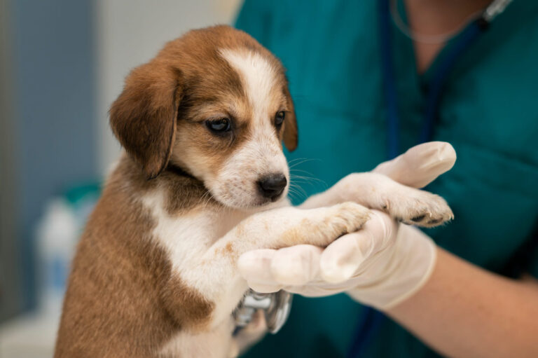 close up veterinarian taking care dog