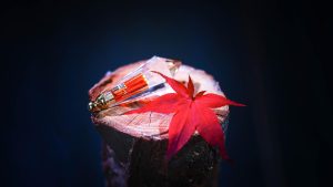 cand a domnit mihai viteazu